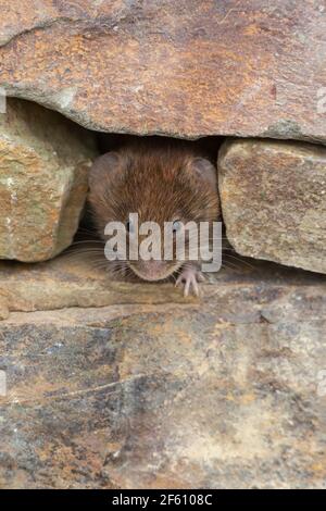 Bank vole (Myodes glareolus), Royaume-Uni Banque D'Images