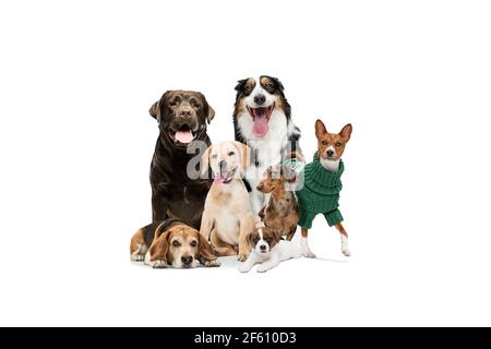 Les chiens ou les animaux de compagnie mignons ont l'air heureux isolés sur fond blanc. Photoshhots studio. Collage créatif de différentes races de chiens. Prospectus pour votre annonce. Banque D'Images