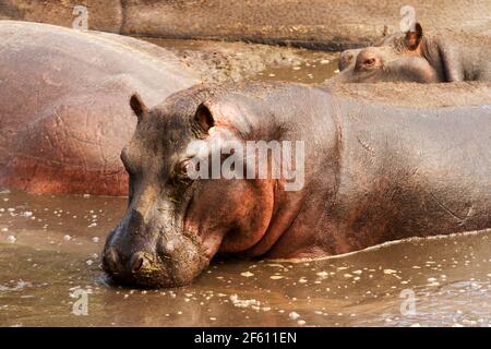 Le printemps toute l'année à Ikuu Hippo sondages à Katavi Le parc national est une ligne de vie pour les zones hipppos et peut prendre en charge les concentrations les plus élevées Banque D'Images