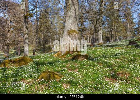 Anemone en bois de floraison dans un pré au printemps Banque D'Images