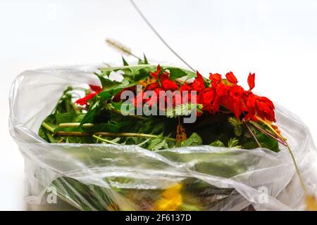 FLOU ARTISTIQUE. Herbes médicales. Les plantes rouges et vertes fleurissent dans un sac en plastique sur fond blanc. Une lame d'herbe sèche dépasse. Problèmes écologiques. CLO Banque D'Images