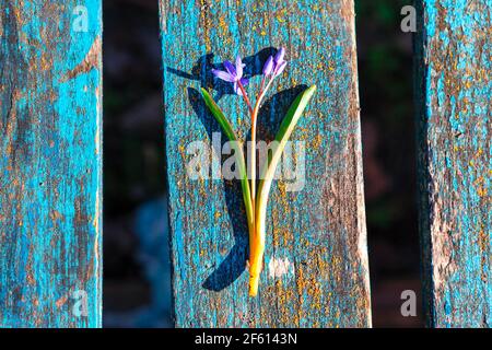 Fleur de printemps sur la planche en bois . Carte postale de printemps dans un style rétro Banque D'Images