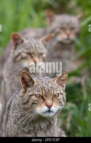 Chats sauvages écossais (Felis sylvestris), captifs, Royaume-Uni Banque D'Images