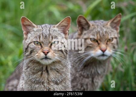 Chats sauvages écossais (Felis sylvestris), captifs, Royaume-Uni Banque D'Images