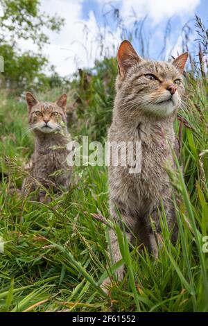 Chats sauvages écossais (Felis sylvestris), captifs, Royaume-Uni Banque D'Images