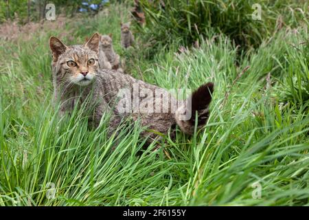 Chats sauvages écossais (Felis sylvestris), captifs, Royaume-Uni Banque D'Images