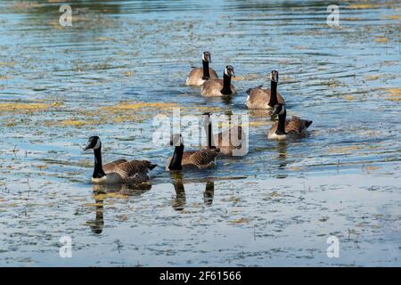 Troupeau d'oies du Canada (Branta canadensis) sur un lac au printemps Banque D'Images