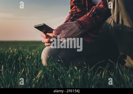 Agriculteur utilisant un smartphone dans le champ de la récolte de blé, concept d'agriculture intelligente sur la plantation de lactoherbages Banque D'Images