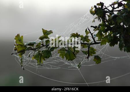 Toile d'araignée recouverte de gouttelettes d'humidité sur la branche de Hawthorn (Crataegus monogyna), plaine de Chichester, plaine côtière de West Sussex, Angleterre, Royaume-Uni. Octobre. Banque D'Images