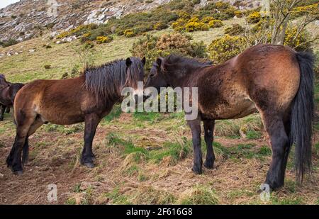 Tratrain Law, East Lothian, Écosse, météo britannique. 29 mars 2021. Le vent de guy soufflait Exmoor Ponies mais au moins il était sec et chaud avec une température autour de 17 degrés centigrade. Crédit : Arch White/Alamy Live News. Banque D'Images