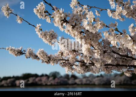 Washington, États-Unis. 29 mars 2021. Les cerisiers en fleurs atteignent le pic de floraison autour du bassin de Tidal, à Washington, DC, le lundi 29 mars, 2021, au milieu de la pandémie du coronavirus. La semaine dernière, le président Biden s'est engagé à atteindre un nouvel objectif de 200 millions de doses de vaccins dans ses cent premiers jours au pouvoir, comme l'ont indiqué les experts américains en santé publique une nouvelle vague de cas de COVID-19, qui pourrait commencer par une augmentation du nombre d'infections dans de nombreuses régions du pays (Graeme Sloan/Sipa USA) crédit : SIPA USA/Alamy Live News Banque D'Images