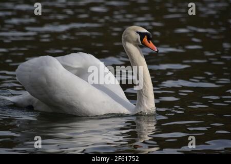 White Mute Swan assis sur l'eau à Scarborough Mere - Cygnus Olor - oiseau majestueux, fort et puissant - sauvagine - Royaume-Uni Banque D'Images