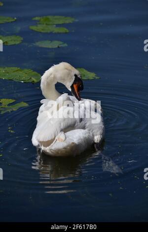 White Mute Swan assis sur l'eau à Scarborough Mere - Cygnus Olor - oiseau majestueux, fort et puissant - sauvagine - Royaume-Uni Banque D'Images