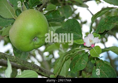 Plantule de Bramley (Malus domestica) montrant à la fois des fruits et des fleurs en maturation. Septembre 2007. Plaine côtière de West Sussex, plaine de Chichester, Engl Banque D'Images