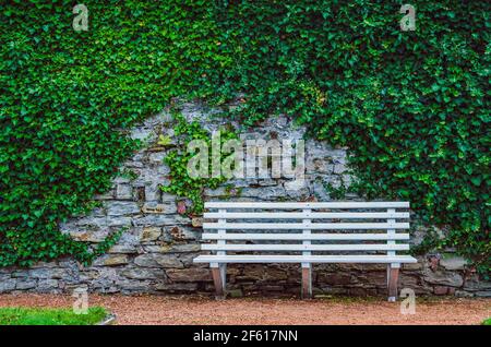Banc en bois blanc devant l'ancien mur en pierre avec ivy Banque D'Images