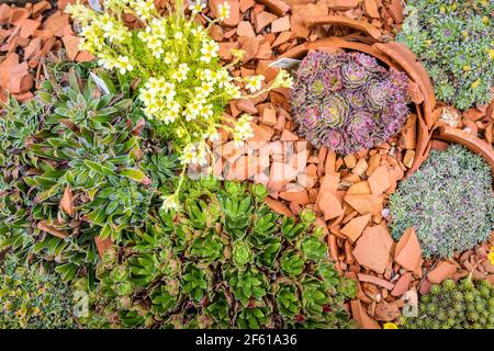 Plantes dans un lit avec pots de terre cuite cassés Banque D'Images