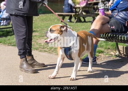 bulldog victorien sur le plomb bâton de sa langue sous la mini-chaleur Wave à Londres Mars météo Banque D'Images