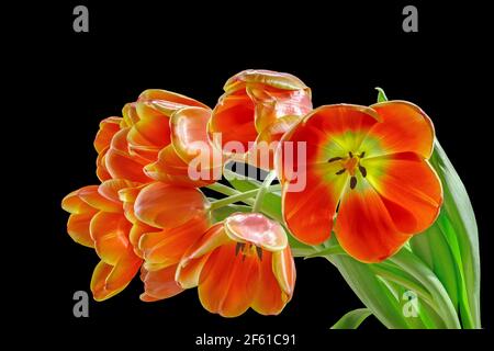 Bouquet de tulipes rouges sur fond noir isolé avec exposé bourgeons Banque D'Images