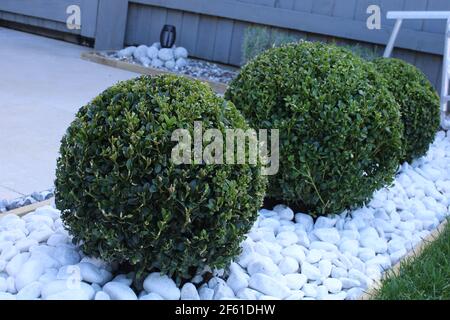 Boules topiaires en granulats décoratifs blancs, jardin à faible entretien avec cailloux blancs Banque D'Images