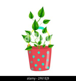 Maison Epipremnum Aureum dans un seau à pois rouges, fleurs maison de style dessin animé, objet vectoriel, dessin à la main, isoler le fond blanc. Illustration de Vecteur