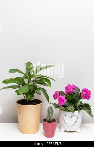 Différentes plantes de fleur dans des pots sur la tablette contre blanc mur Banque D'Images