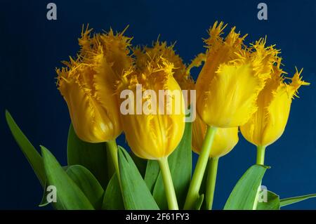 un bouquet de tulipes de perroquet jaune avec des pétales de forme bizarre sur fond bleu Banque D'Images