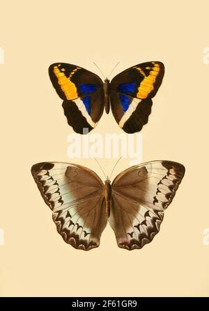 Illustration de Dasyophthalma et de Thaumentis Butterflies Banque D'Images