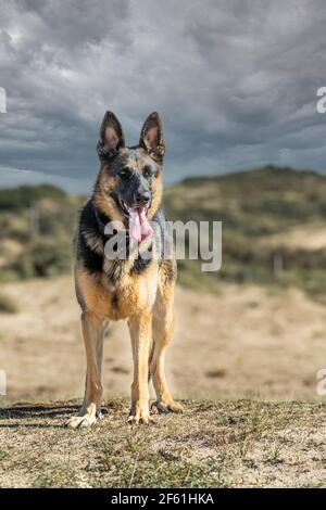 Portrait d'un berger allemand robuste avec oreilles et langue droites se tenir dans la nature libre sur fond flou de dunes et les nuages gris foncé Banque D'Images