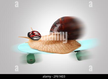 Escargot géant de l'Achatina sur le skateboard sur fond gris Banque D'Images