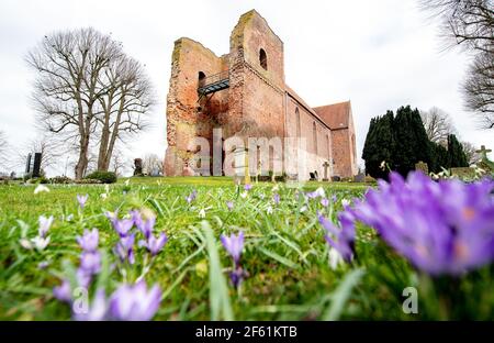 Reepsholt, Allemagne. 29 mars 2021. De nombreux crocodiles fleurissent sur un pré en face de l'église historique de Saint Maurice dans le centre-ville. La tour de l'église ajoutée par la suite a déjà été détruite en 1474 lors d'un siège. Depuis lors, la tour en ruines a été le point de repère du village et l'un des bâtiments les plus célèbres du quartier de Wittmund. Credit: Hauke-Christian Dittrich/dpa/Alay Live News Banque D'Images