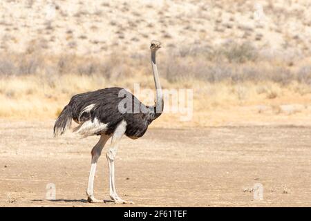 Ostrich commun (Struthio camelus) femelle de Nossob Riverbed sec, parc transfrontalier Kgalagadi, Kalahari, Cap Nord, Afrique du Sud Banque D'Images