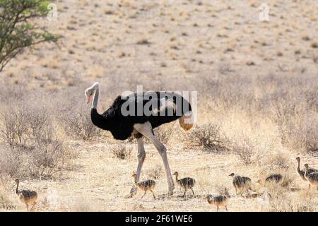 Homme d'Ostrich commun (Struthio camelus) assistant à des poussins, parc transfrontalier de Kgalagadi, Kalahari, Cap Nord, Afrique du Sud Banque D'Images