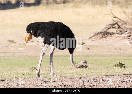 Élevage d'autruches mâles (Struthio camelus) dans le parc transfrontalier sec de la rivière Auob Kgalagadi, Kalahari, Cap Nord, Afrique du Sud Banque D'Images