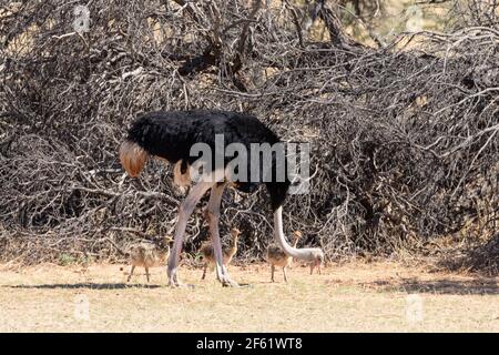 Ostrich commun (Struthio camelus) mâle avec poussins, rivière Auob, parc transfrontalier Kgalagadi, Kalahari, Cap Nord, Afrique du Sud Banque D'Images