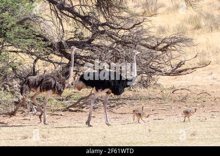 Ostrich commun (Struthio camelus) famille de mâles, de femelles et de poussins dans la rivière Auob, parc transfrontalier Kgalagadi, Kalahari, Cap Nord, Afrique du Sud Banque D'Images