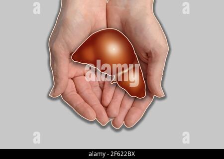 Foie de maintien des mains, illustration Banque D'Images