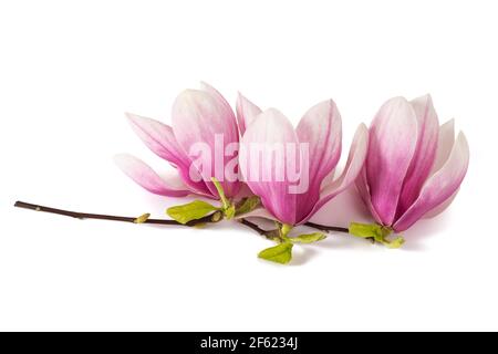 Belles fleurs de Magnolia rose isolées sur blanc Banque D'Images