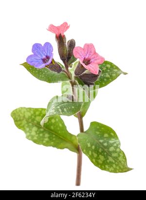lungwort commun (Pulmonaria officinalis) isolé sur blanc Banque D'Images