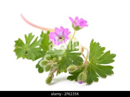 Plante de géranium de Dovesfoot isolée sur fond blanc Banque D'Images