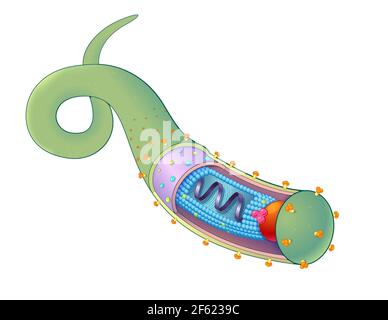 Virus Ebola, illustration Banque D'Images