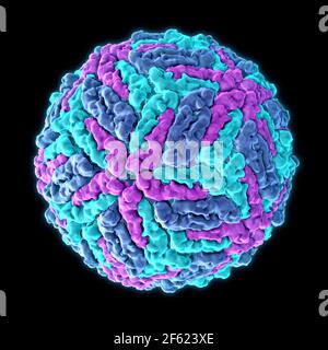 Virus Zika, modèle moléculaire Banque D'Images