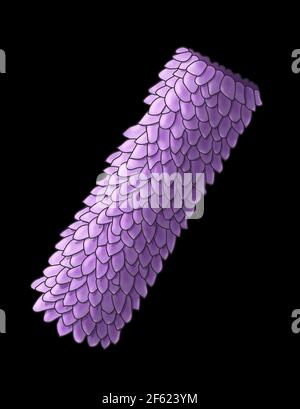 Forme du virus, polyédrique, Illustration Banque D'Images