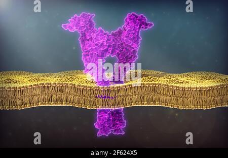 Récepteur VEGF 1, illustration Banque D'Images
