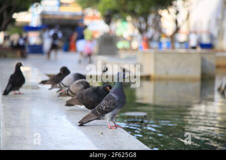 salvador, bahia / brésil - les Pigeons sont vus dans une fontaine décorative à Praca da se dans la ville de Salvador. *** Légende locale *** . Banque D'Images