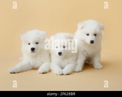 Chiots adorables, sur fond de couleur Banque D'Images