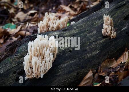 Champignon non comestible pousse dans les forêts, l'Europe centrale, Artomyces pyxidatus Banque D'Images