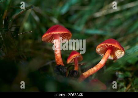 Champignon à chapeau cireux rouge d'Europe centrale - Slovaquie. Banque D'Images