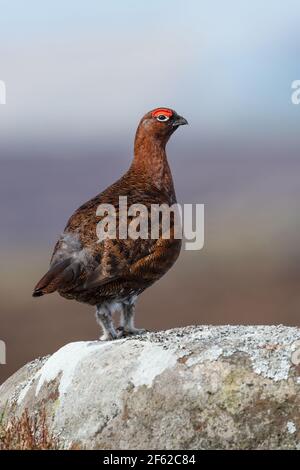Tétras rouge (Lagopus lagopus scotica) Sur un grand rocher de pierre à aiguiser dans le Peak District Banque D'Images