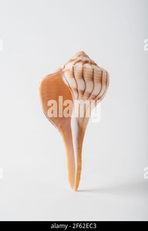 Une petite coquille de Whelk Lightning, communément trouvée sur les plages du sud de la Floride, Etats-Unis en particulier sur l'île de Sanibel. Banque D'Images