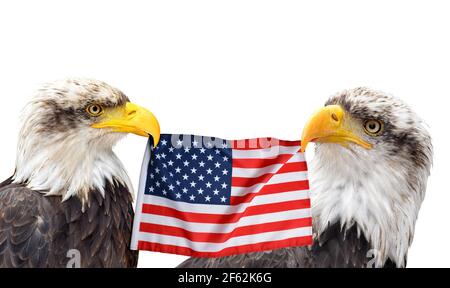 Les aigles à tête blanche sont isolés dans le bec du drapeau des États-Unis sur fond blanc. Banque D'Images